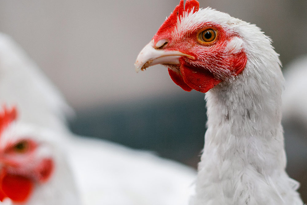 Pilgrim’s Donation Helped Fund Broiler House Research Facility